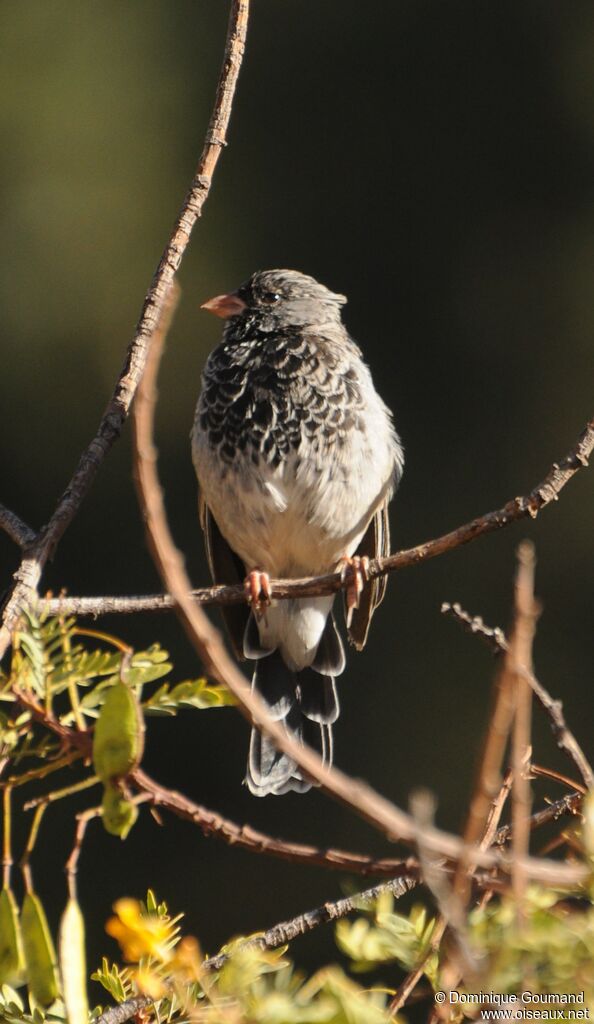 Mourning Sierra Finch