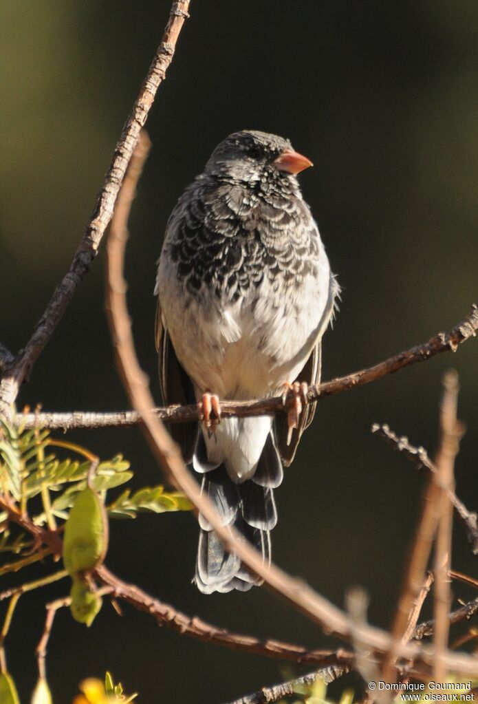 Mourning Sierra Finch