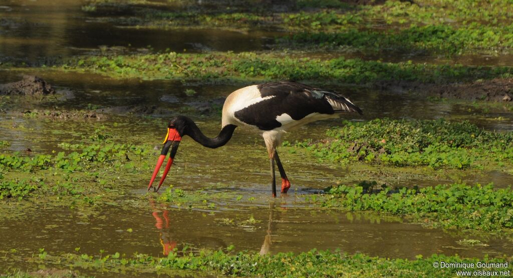 Saddle-billed Stork, eats
