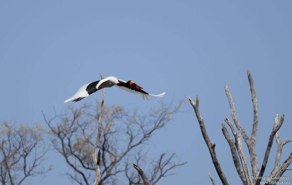 Saddle-billed Stork male adult, Flight