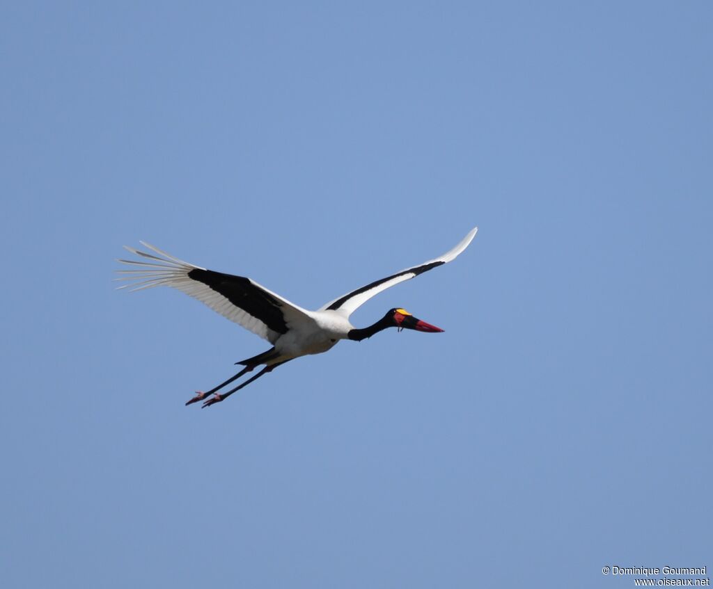 Saddle-billed Stork male adult, Flight