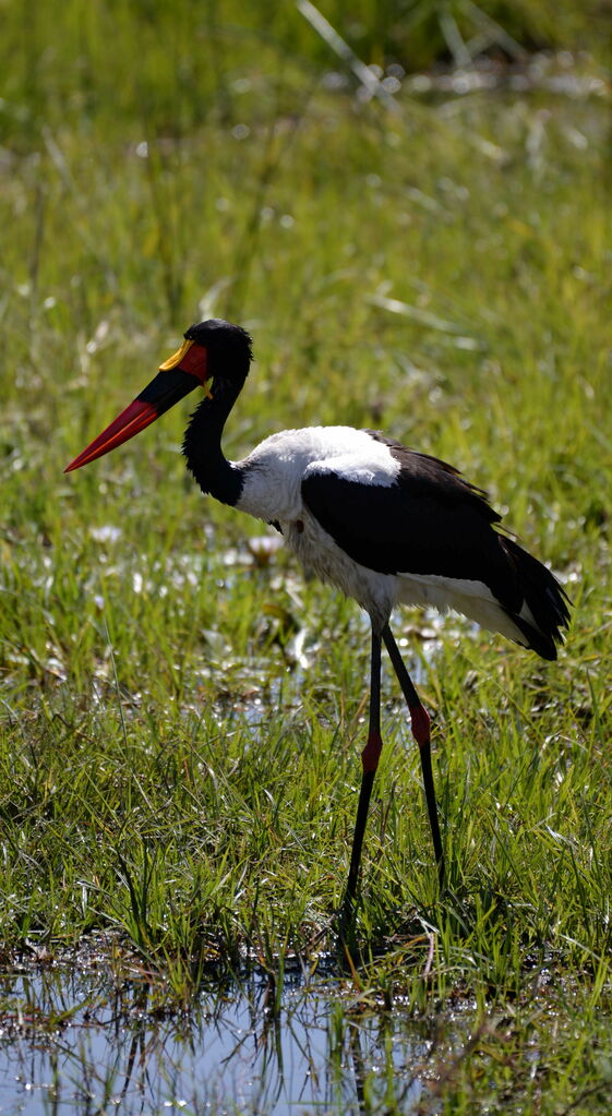 Saddle-billed Stork male adult