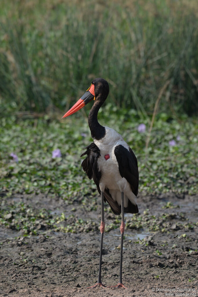 Saddle-billed Stork male adult, close-up portrait