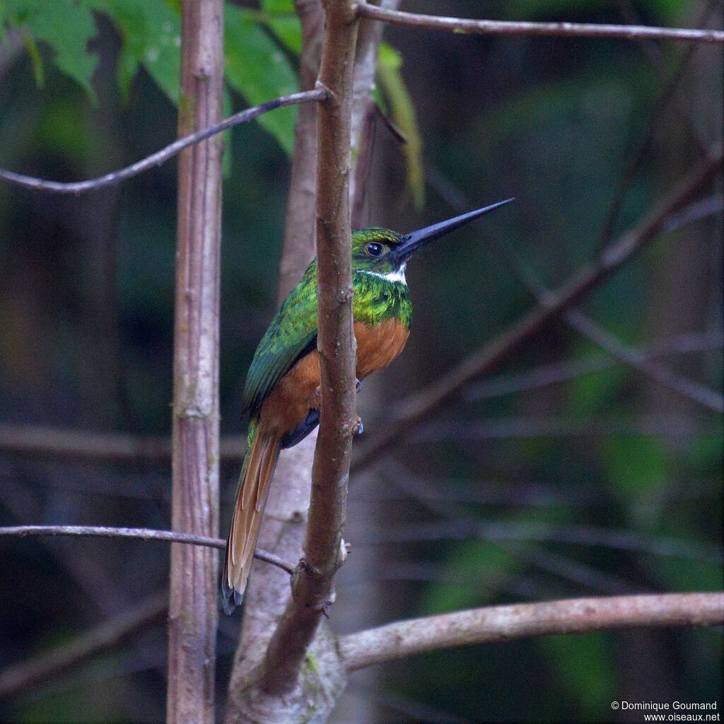 Jacamar à queue rousse mâle adulte