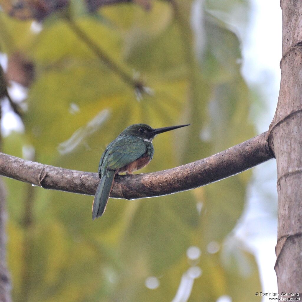 Jacamar à queue rousse mâle adulte