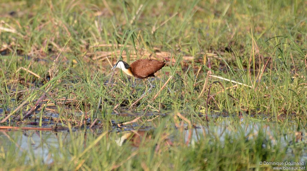 Jacana à poitrine dorée