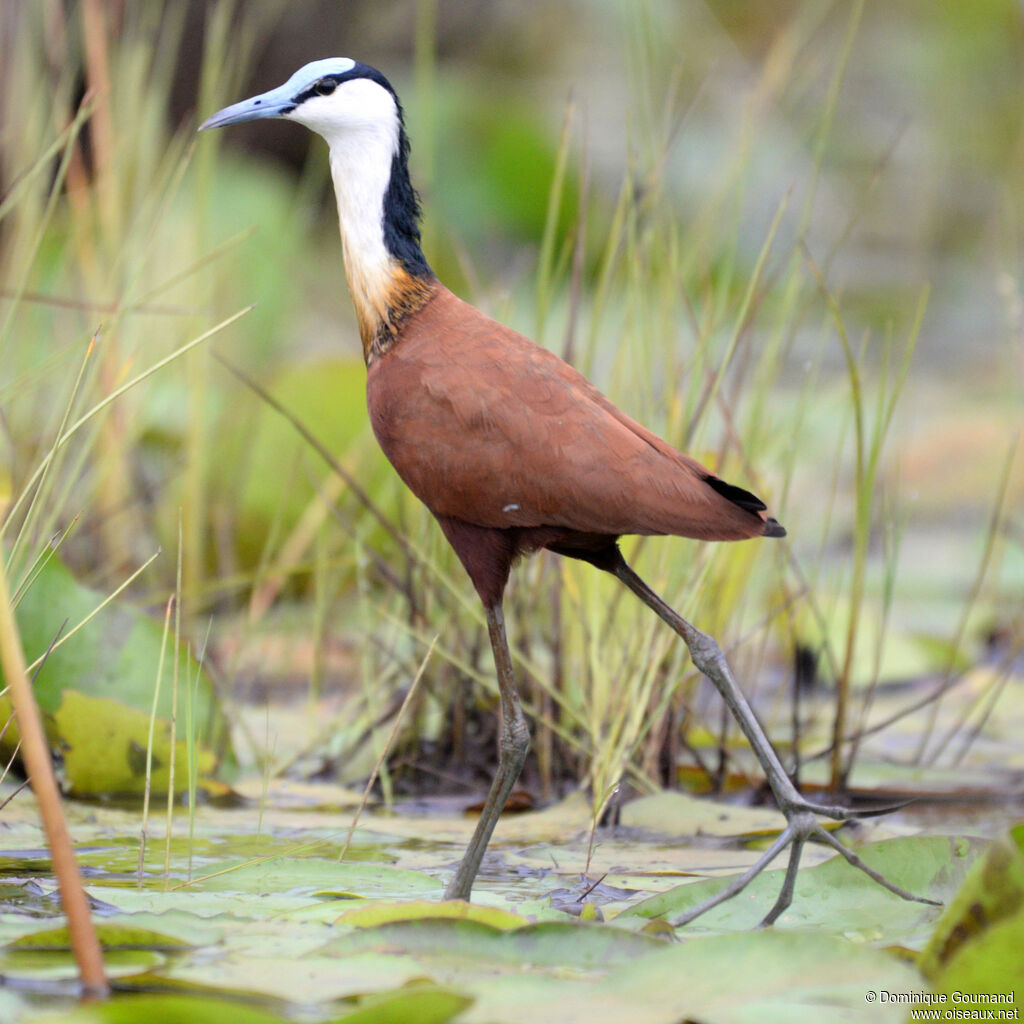 African Jacanaadult, walking