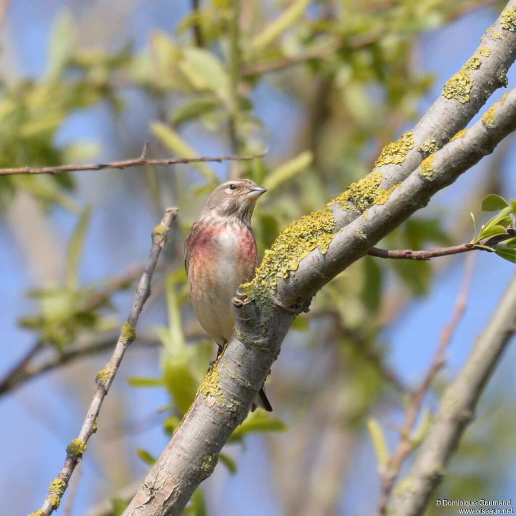 Linotte mélodieuse mâle adulte