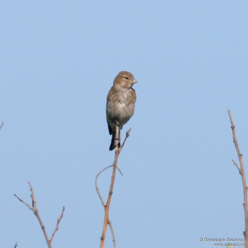 Linotte mélodieuse femelle adulte