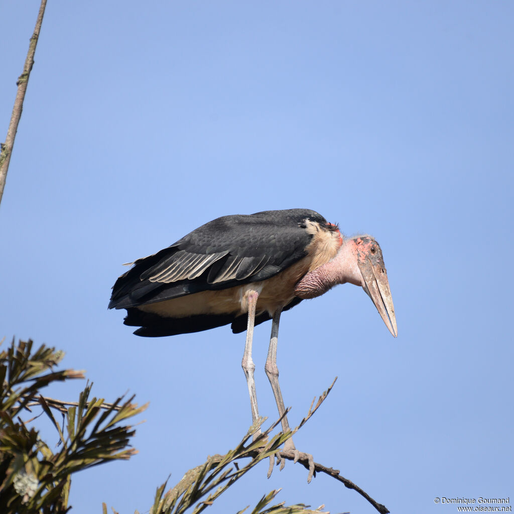 Marabou Storkadult, identification