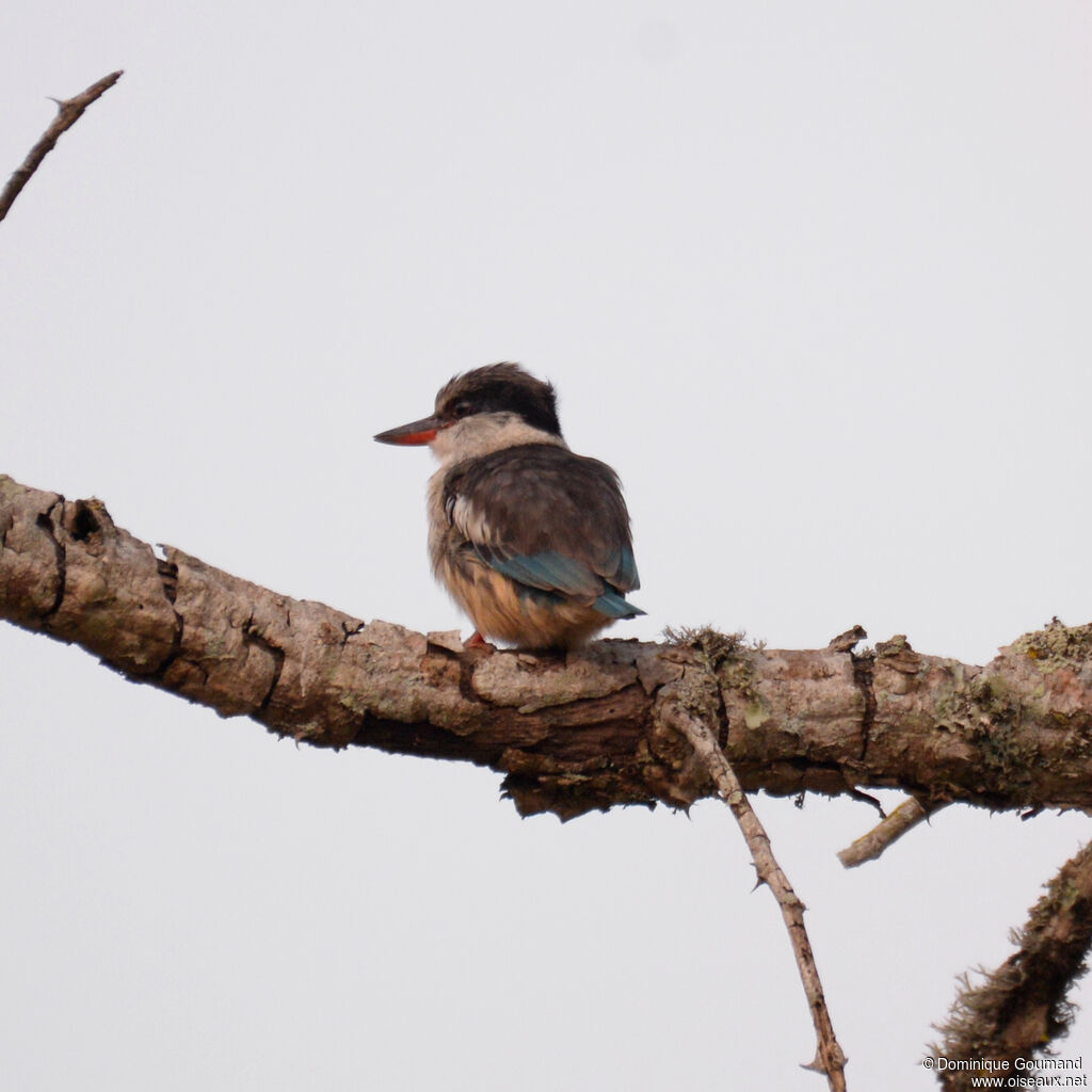 Martin-chasseur striéadulte, identification