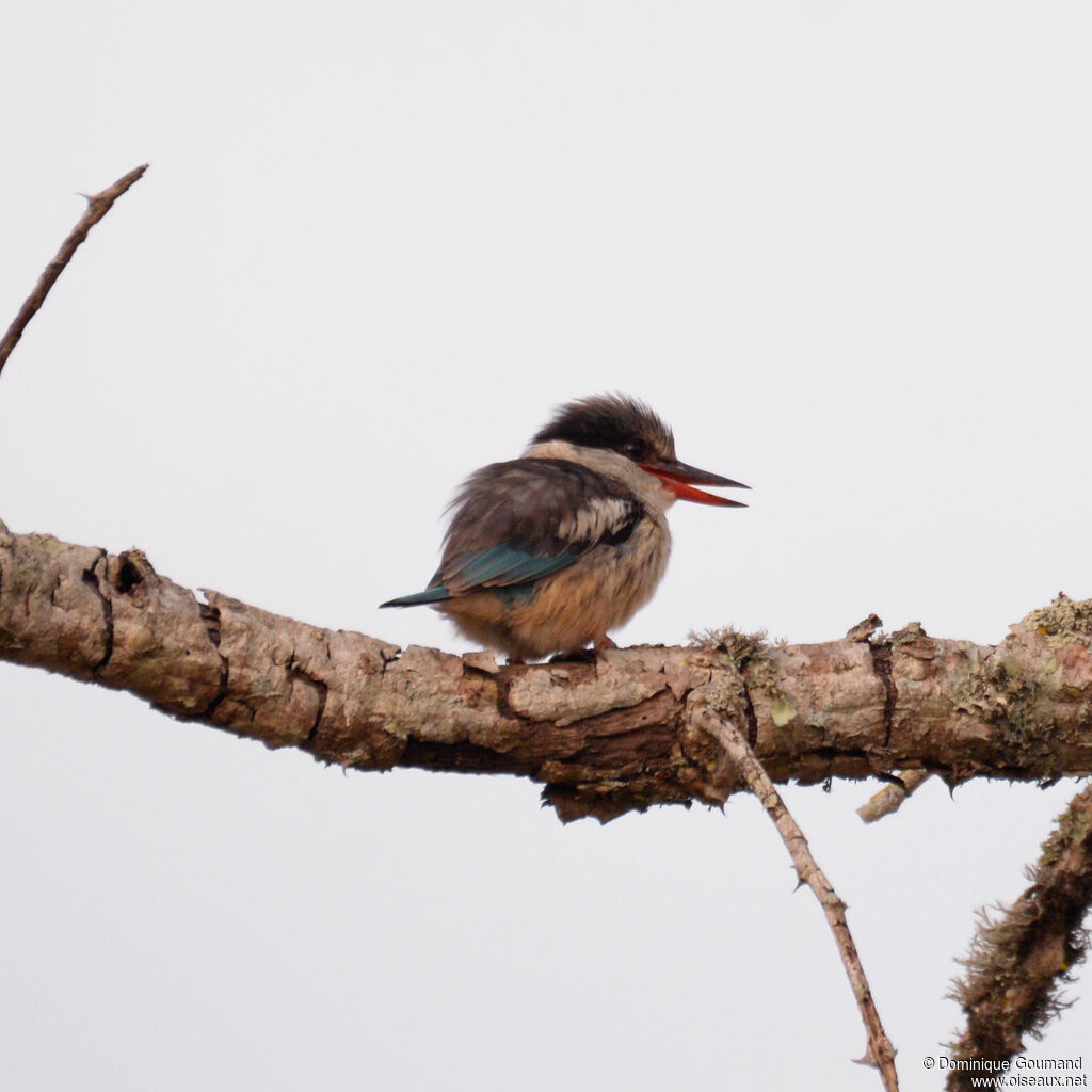 Martin-chasseur striéadulte, identification