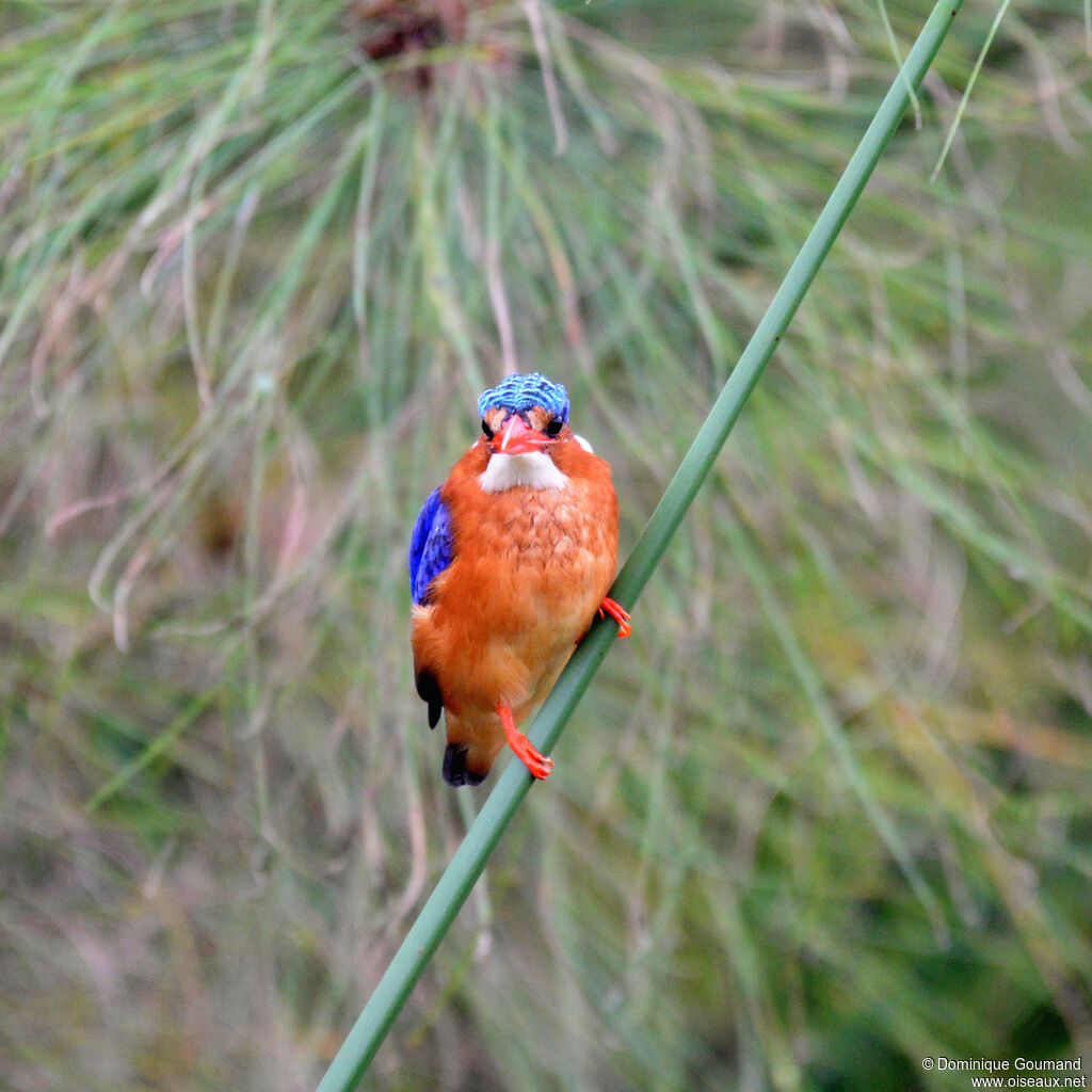 Martin-pêcheur huppéadulte, identification