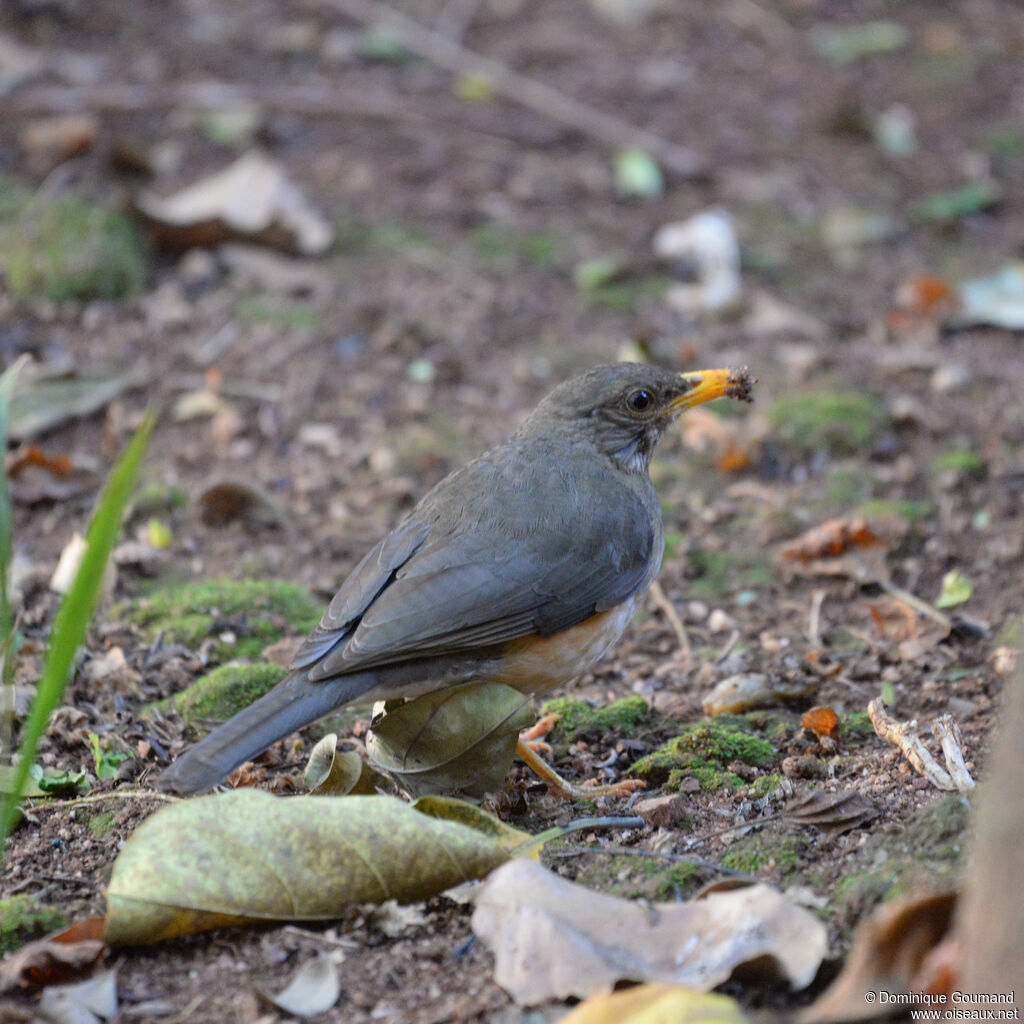 African Thrushadult, identification