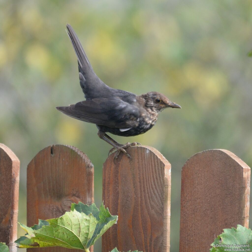 Common Blackbird female juvenile
