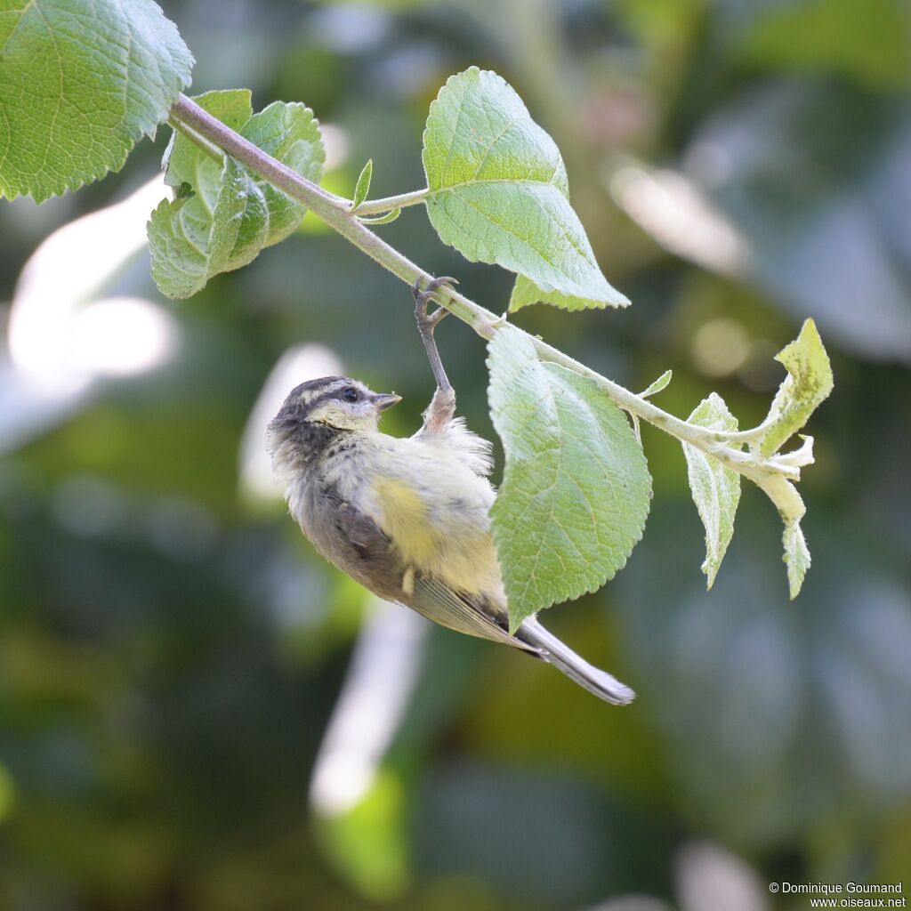 Mésange bleuejuvénile