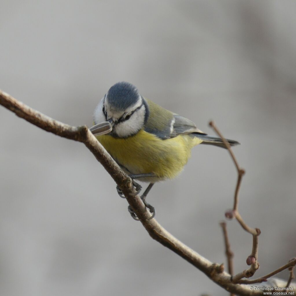 Mésange bleue mâle adulte