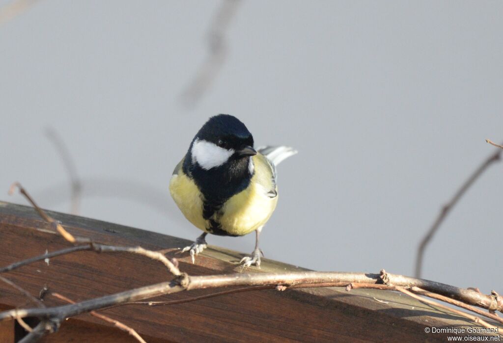 Mésange charbonnière