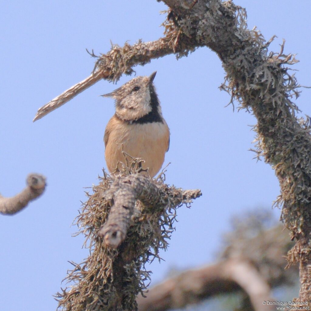 Mésange huppée