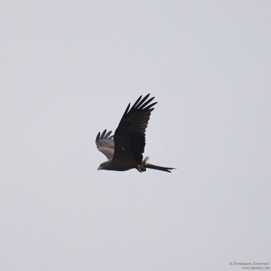 Yellow-billed Kiteadult, Flight, fishing/hunting
