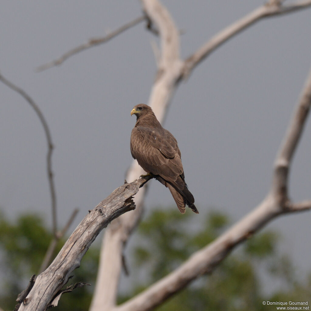 Yellow-billed Kiteadult, identification