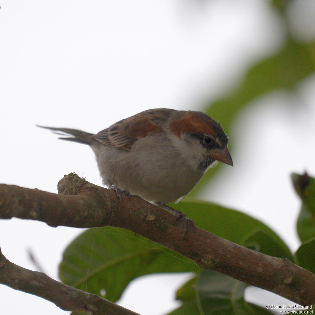 Moineau à dos roux mâle adulte internuptial
