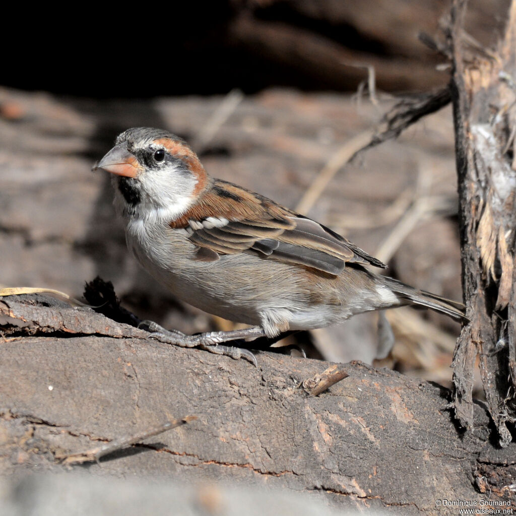 Moineau à dos roux mâle adulte internuptial