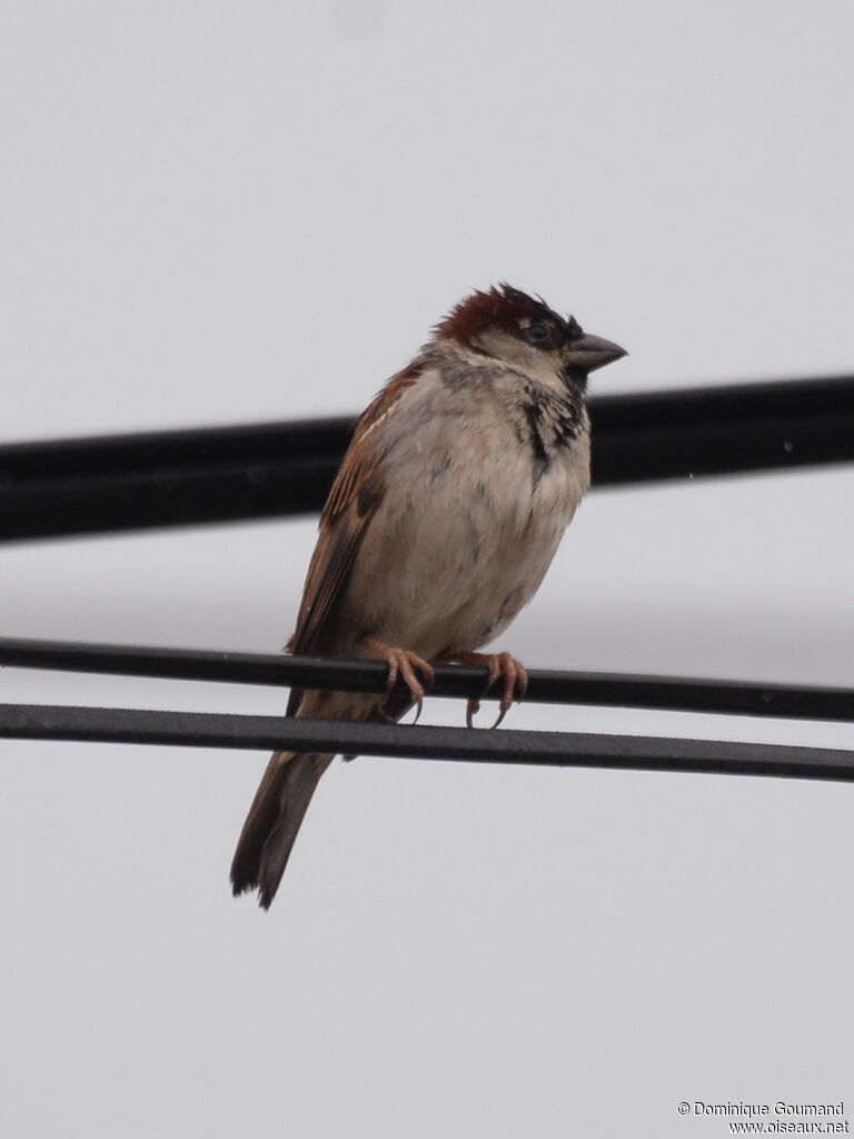 Moineau domestique mâle adulte