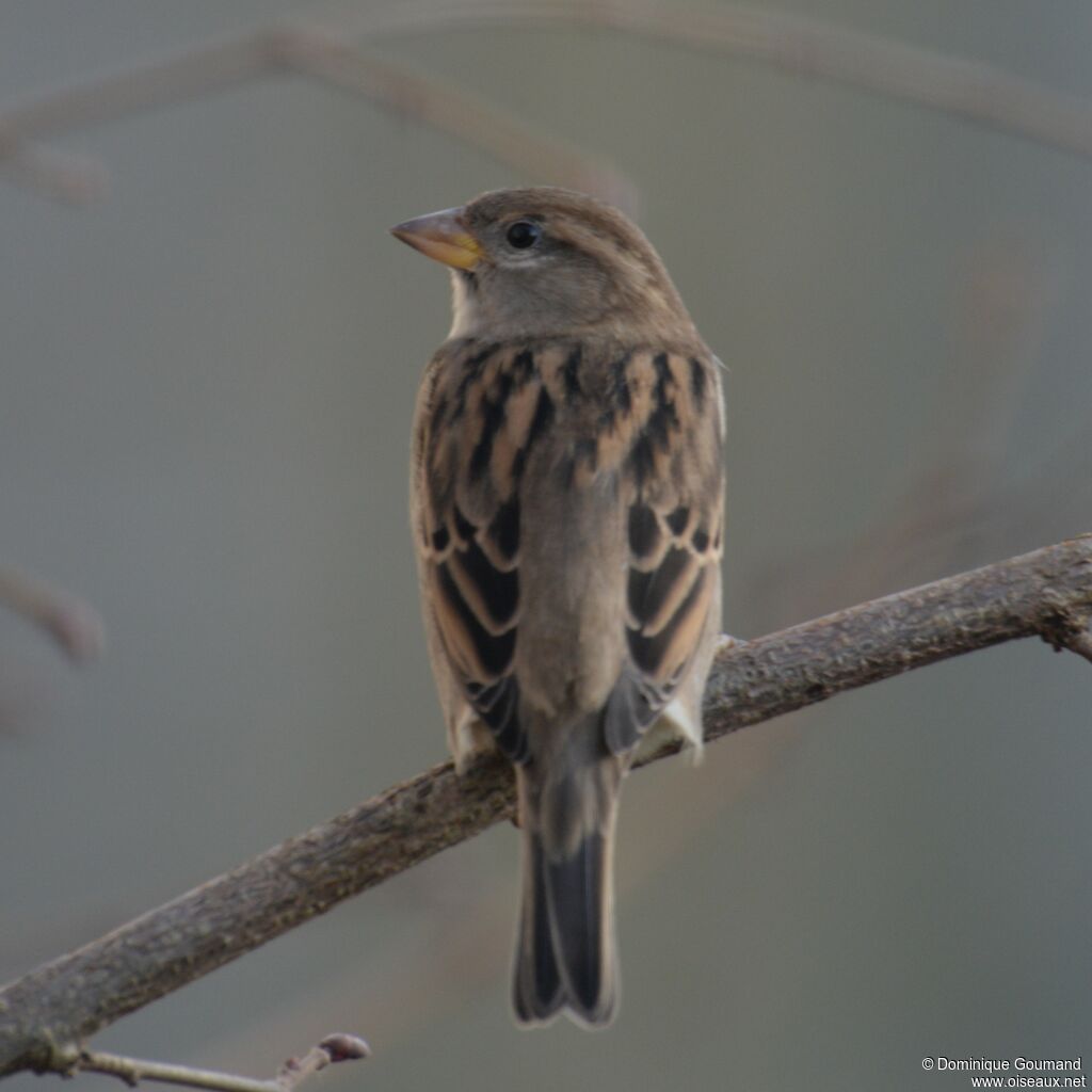 Moineau domestique femelle adulte