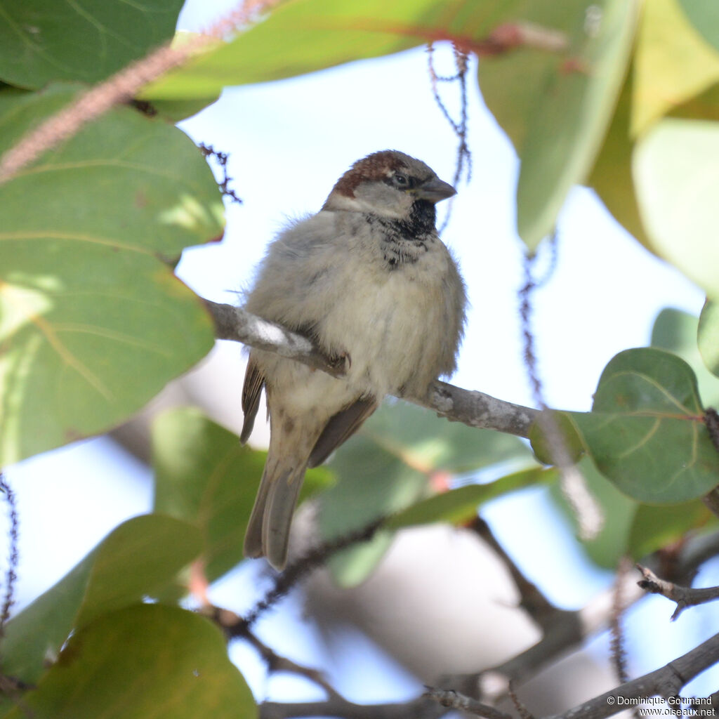 Moineau domestique mâle adulte, identification