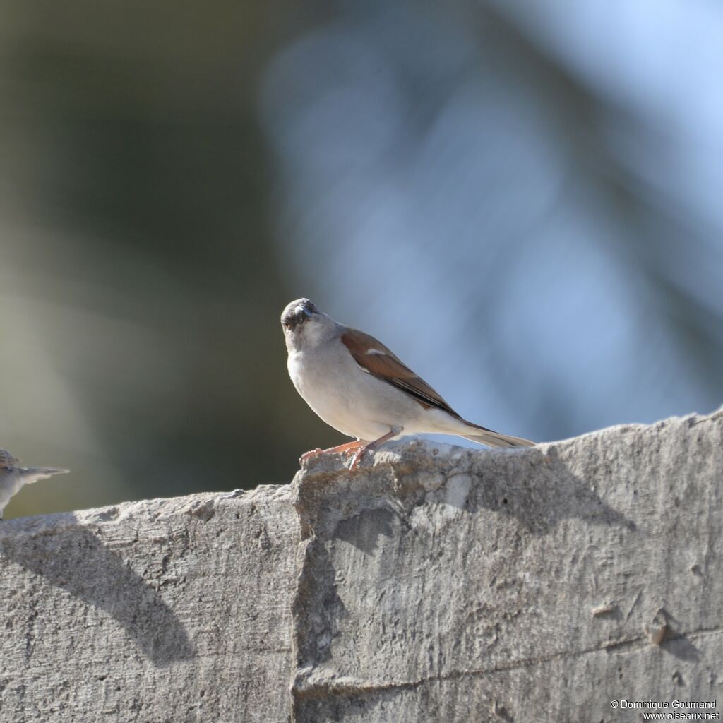 Moineau gris