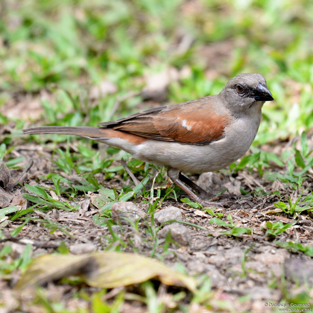 Northern Grey-headed Sparrowadult, identification