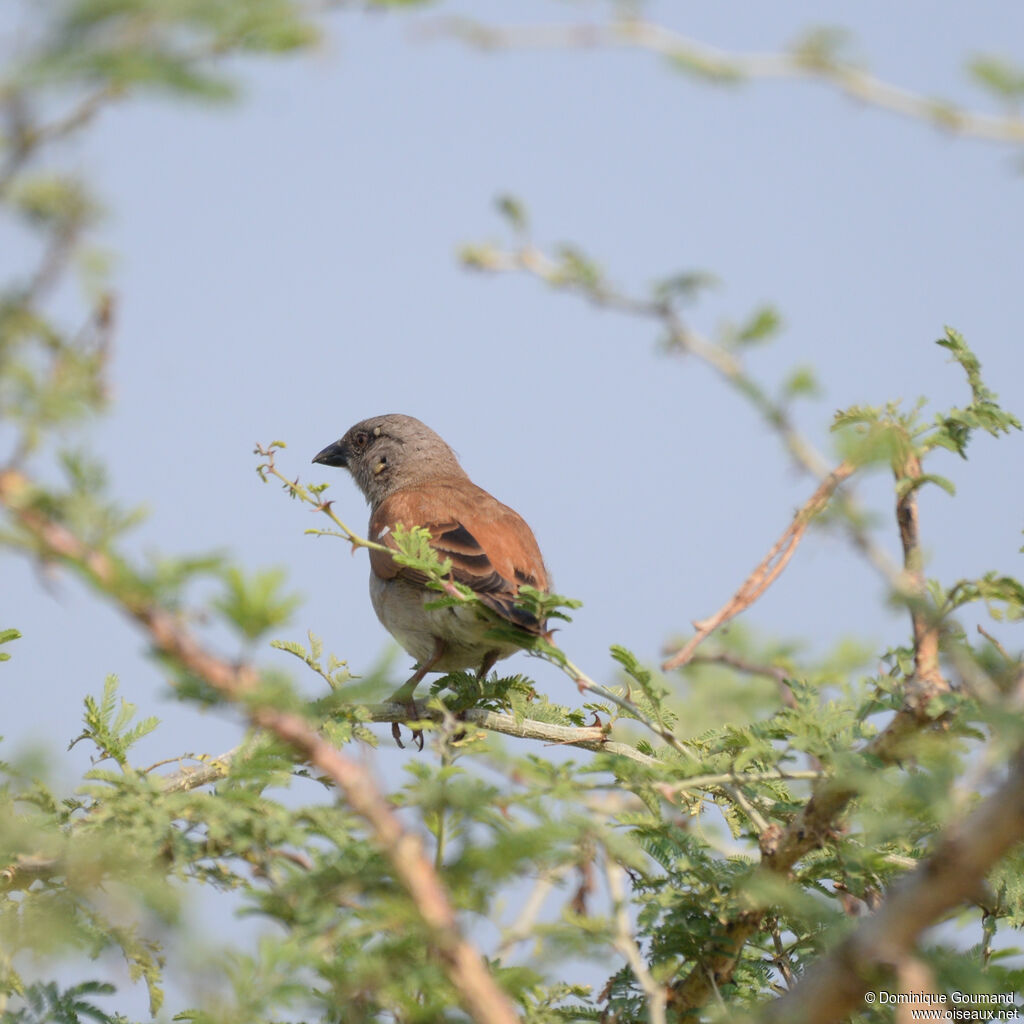 Moineau grisadulte, identification