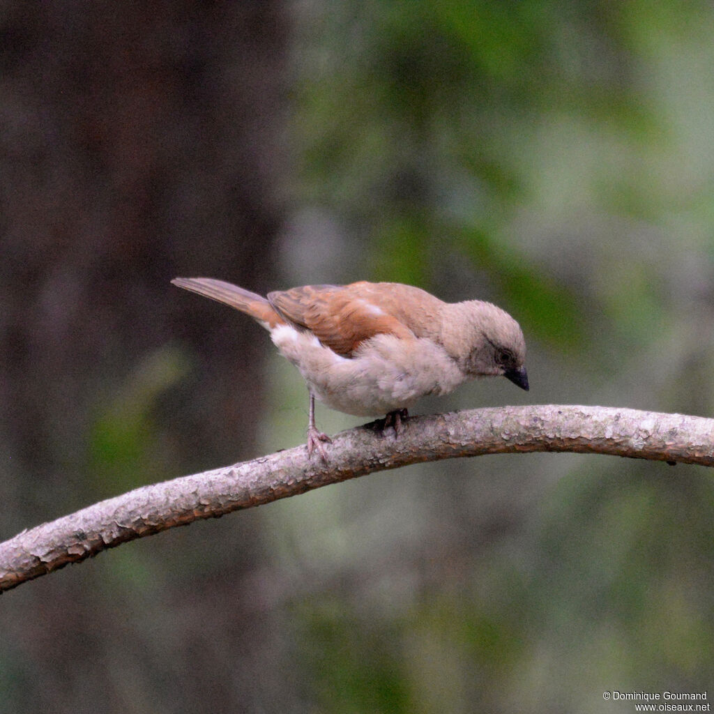 Moineau grisjuvénile, identification