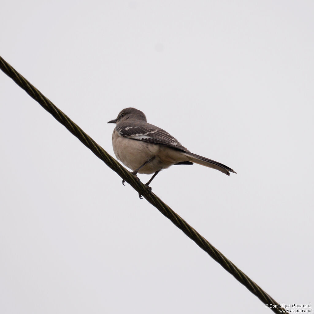 Moqueur polyglotteadulte, identification