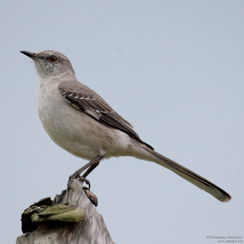 Moqueur polyglotteadulte, identification