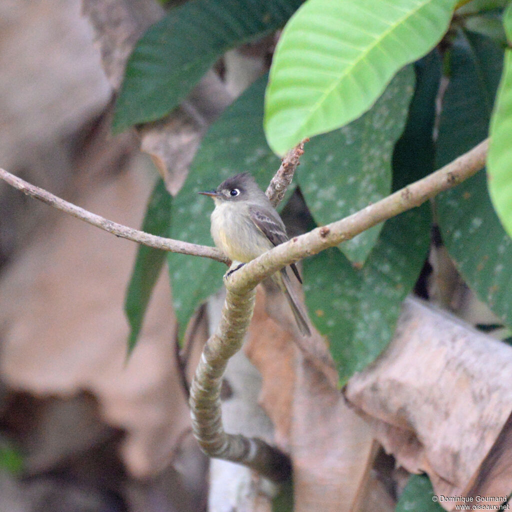 Moucherolle tête-fouadulte, identification