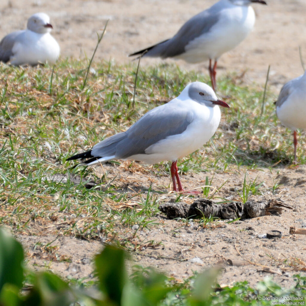 Grey-headed Gulladult, identification