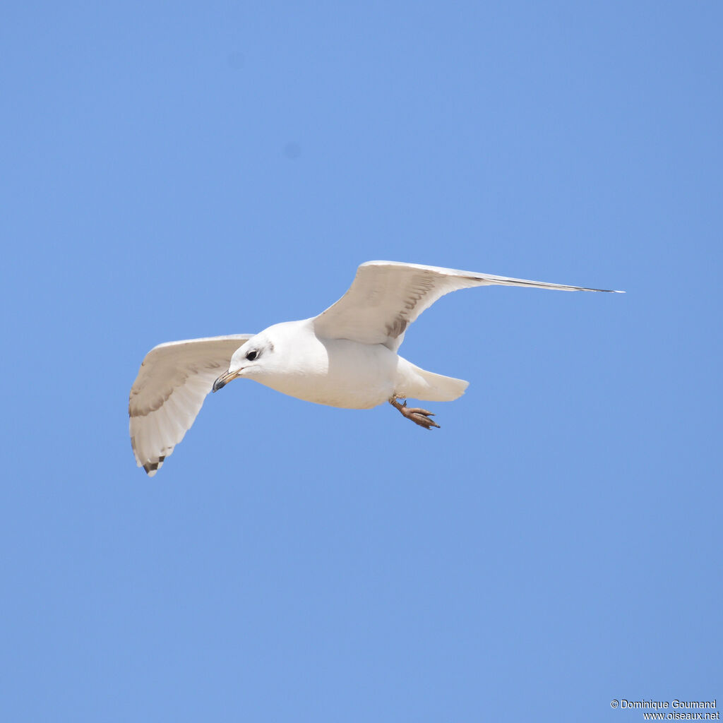 Mouette mélanocéphaleadulte internuptial, Vol