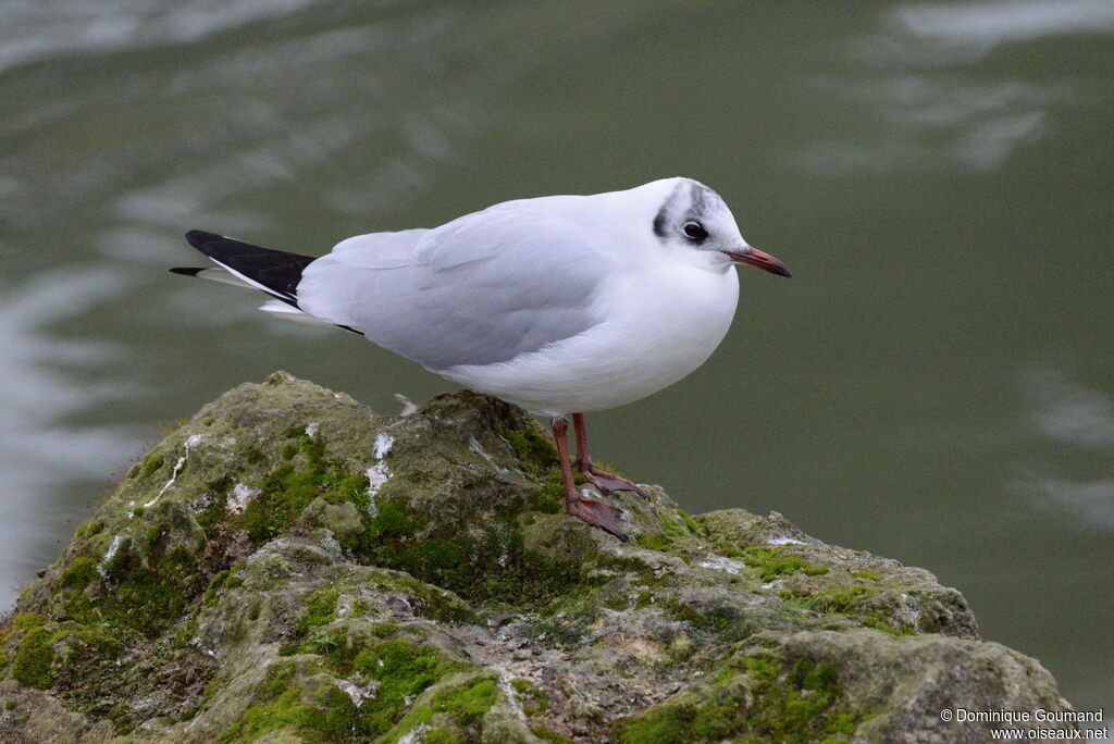 Black-headed Gulladult post breeding