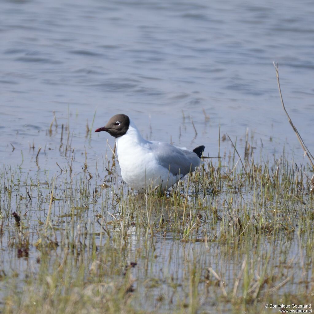 Mouette rieuse