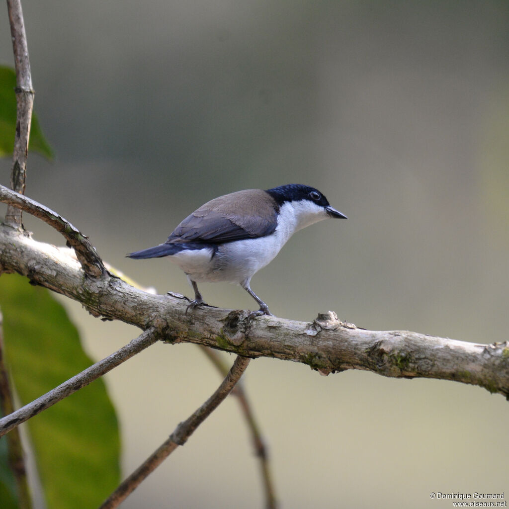 White-breasted Nigritaadult, identification