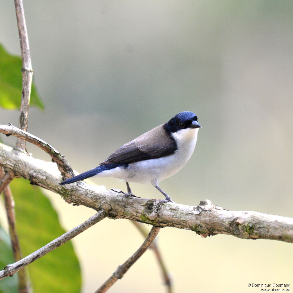 White-breasted Nigrita, identification