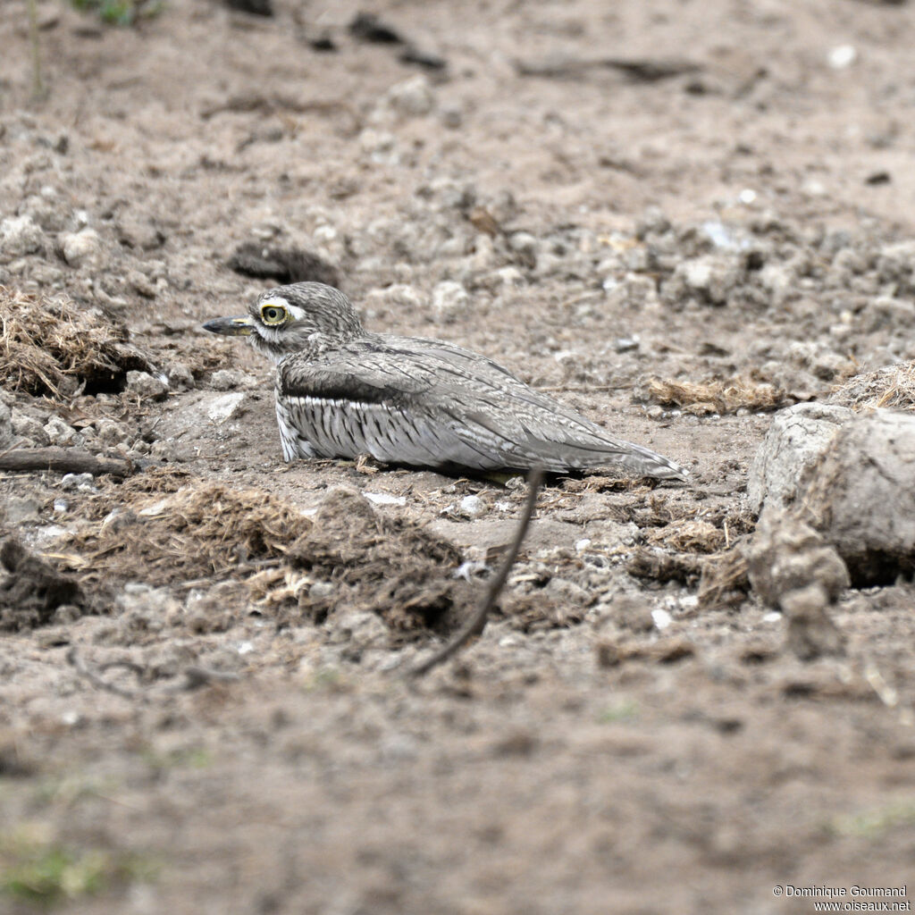 Water Thick-kneeadult, identification, camouflage, Reproduction-nesting