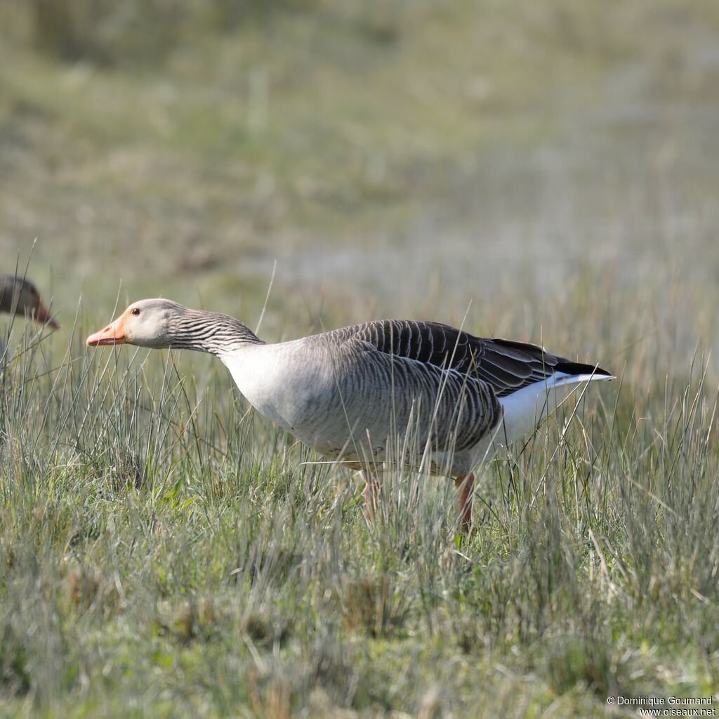 Greylag Goose