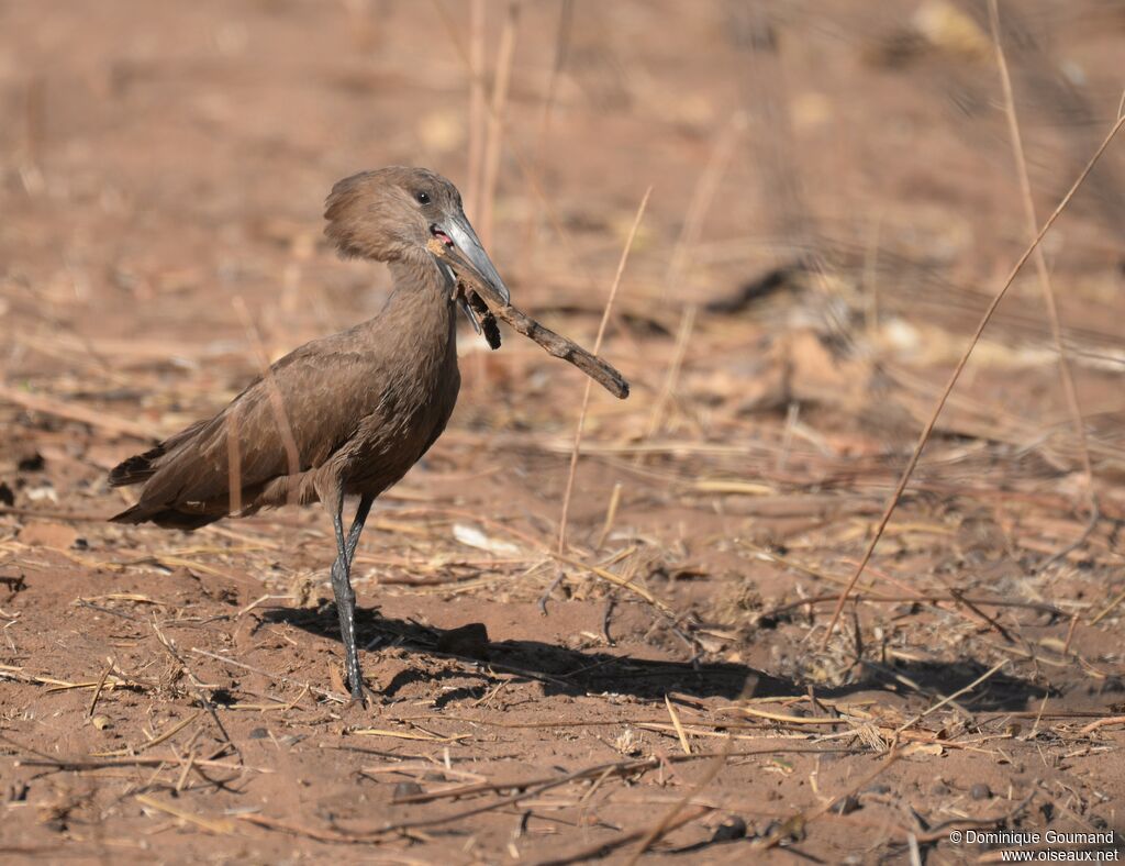 Hamerkop