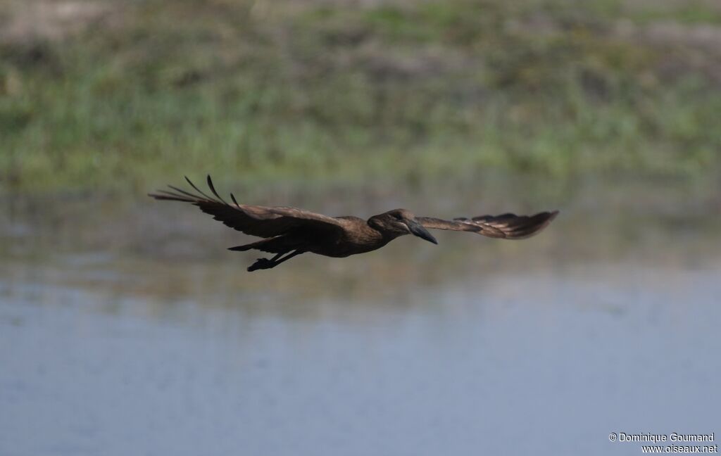 Hamerkop, Flight