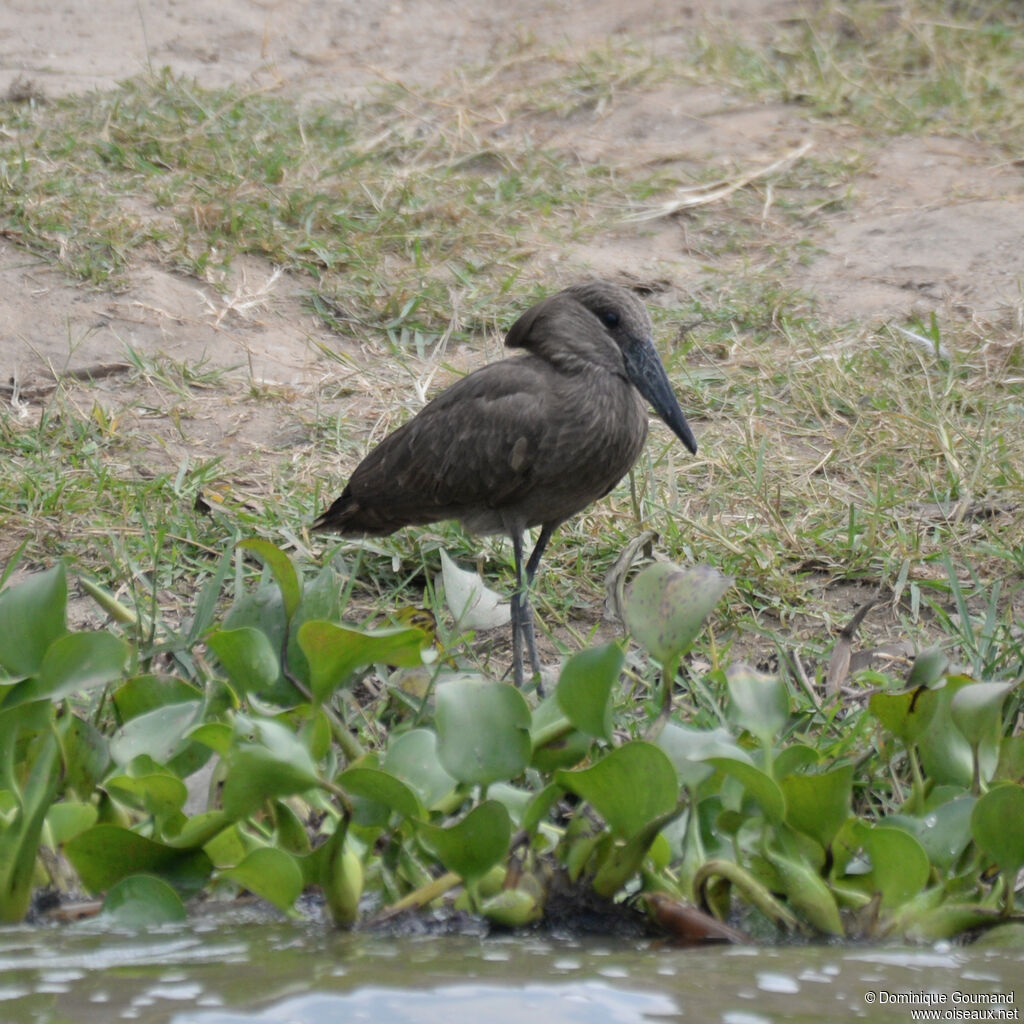 Hamerkopadult, habitat, walking