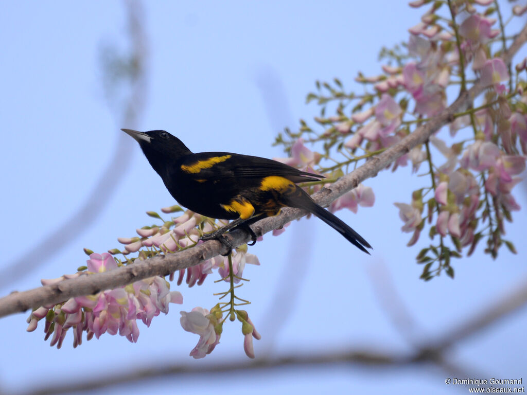 Oriole de Cubaadulte, identification