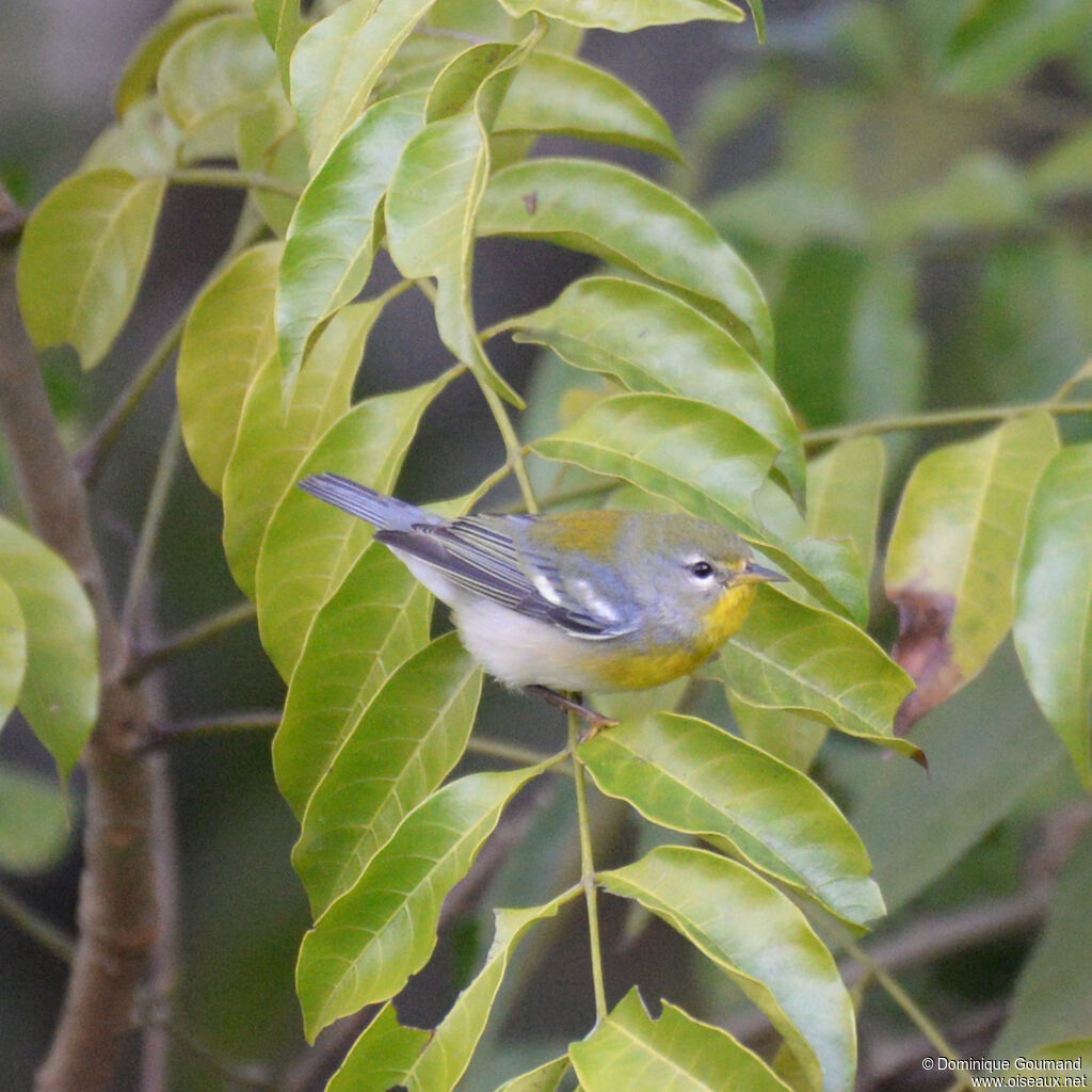 Paruline à collieradulte, identification